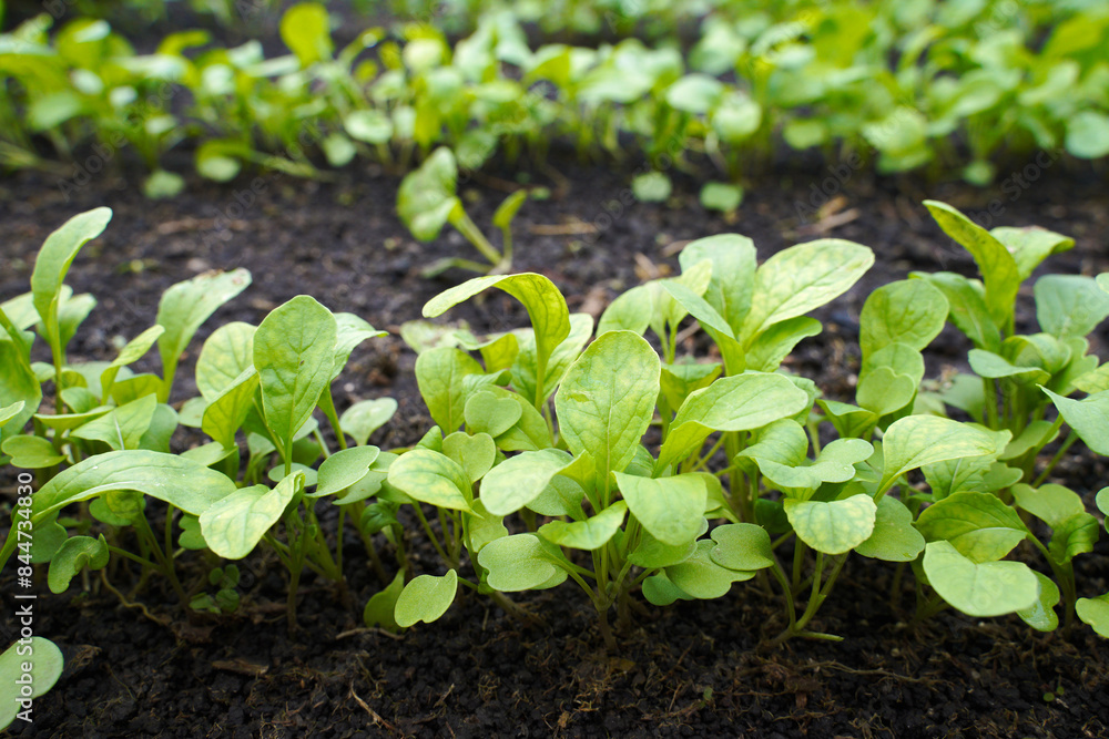 row of fresh arugula growing in a greenhouse. the concept of growing natural and vitamin plants, greens. row of fresh arugula growing in a greenhouse. the concept of growing natural and vitamin plants, greens.