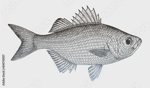 Kuhlia malo, tropical freshwater fish endemic to French Polynesia
