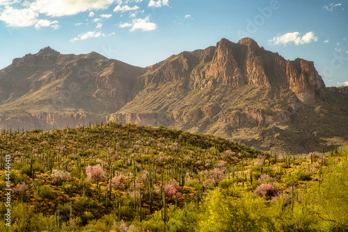 Superstition Mountain with Saguaro Cacti