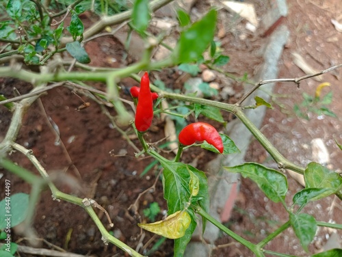 chili garden that is harvested behind the house in the morning