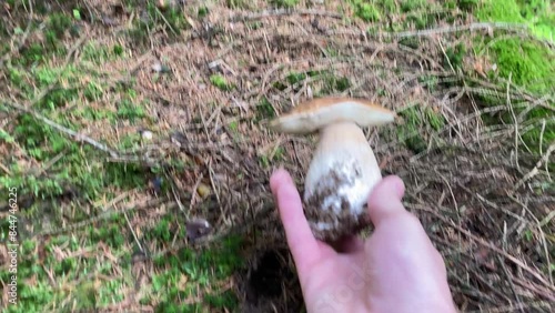 boletus edulis, cogiendo ceps en el bosque  photo