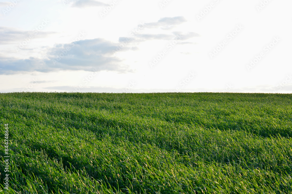 a field of corn is shown in the foreground a field of corn is shown in the foreground