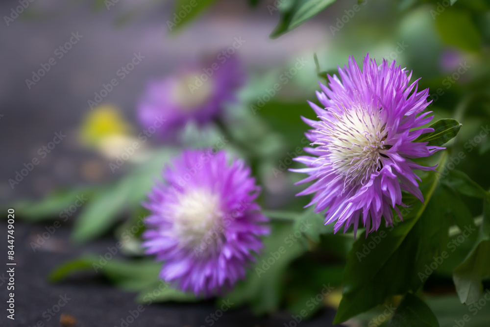 Various garden flowers. Bright, beautiful summer flowers.
