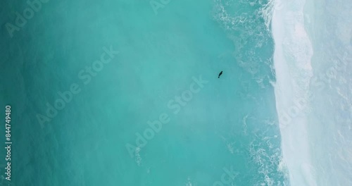 Seal swimming cold polar ocean melting iceberg turquoise water lake. Huge high ice glacier aerial view. Wildlife in Antarctica, travel exploration. Ecology, climate change and global warming concept