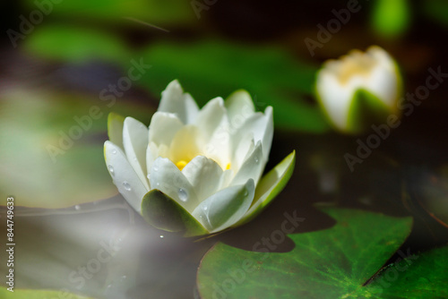 Wallpaper Mural Various garden flowers. Bright, beautiful summer flowers. Torontodigital.ca