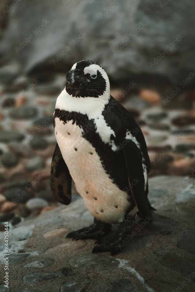 Fototapeta premium Pingüino