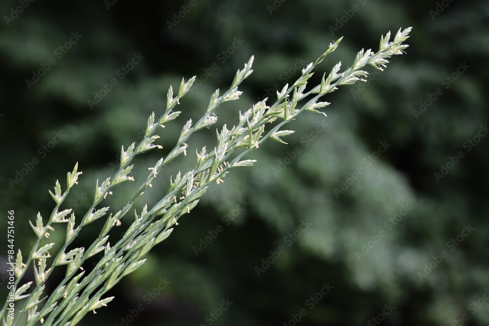 cereal grass plant Lolium perenne blossoming at spring on meadow