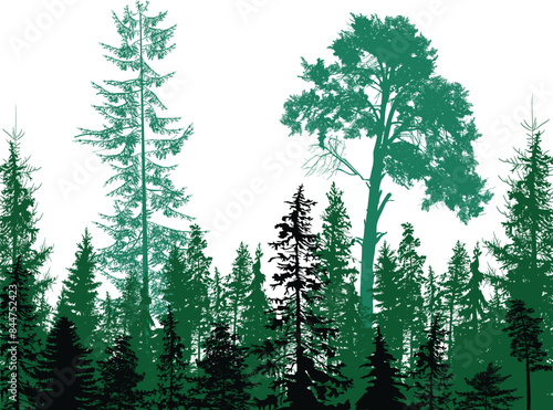 fir trees cyan colors dense forest on white background