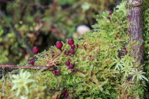 Autumn at the Forest, Chiloe - Chile