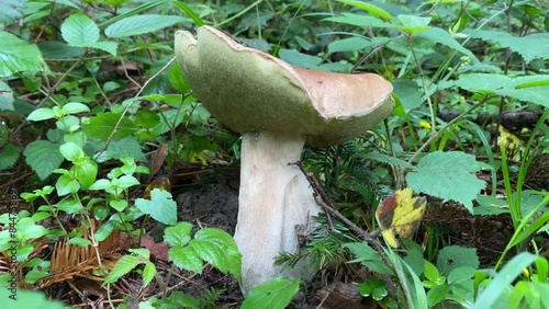 Ceps en el bosque, setas comestibles, boletus edulis,  photo