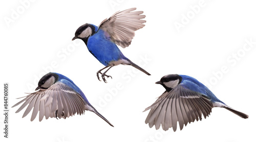 small isolated three blue tits in fast flight photo