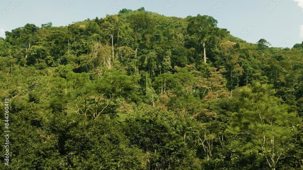 dense green jungle in the amazon full of trees with a beautiful blue sky dense green jungle in the amazon full of trees with a beautiful blue sky