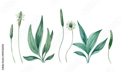 Set of watercolor illustrations with leaves, buds and flowers of plantain photo
