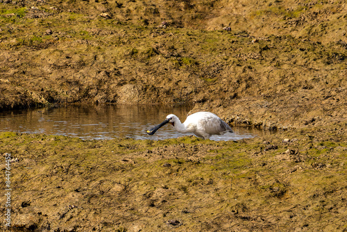 European Spoonbill, Platalea leucorodia at Quinta do Lago in Ria Formosa, Algarve, Portugal