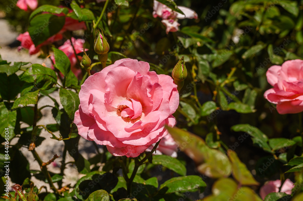 The close-up shot of popular, beautiful and robust variety of pink rose with rounded, pink blooms on long stems in bright sunlight The close-up shot of popular, beautiful and robust variety of pink rose with rounded, pink blooms on long stems in bright sunlight