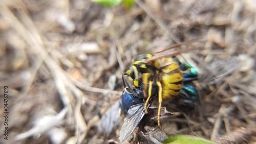 The common wasp (Vespula vulgaris) eats prey. This insect has caught a fly and feeds on it photo