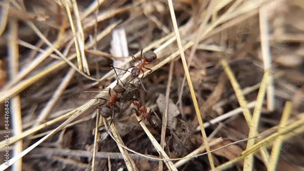 Three ants dragging the corpse of a wasp Three ants dragging the corpse of a wasp
