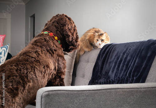 Cat and dog interaction in living room. Staring contest fluffy cat on sofa and defocused large puppy dog. Multi-pet household. Female Labradoodle and female calico cat. Selective focus.