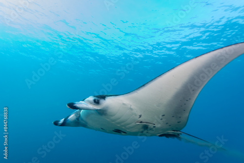 Photography Manta Ray, Mobula alfredi, viewed from below spreads it's wings and swims or fly