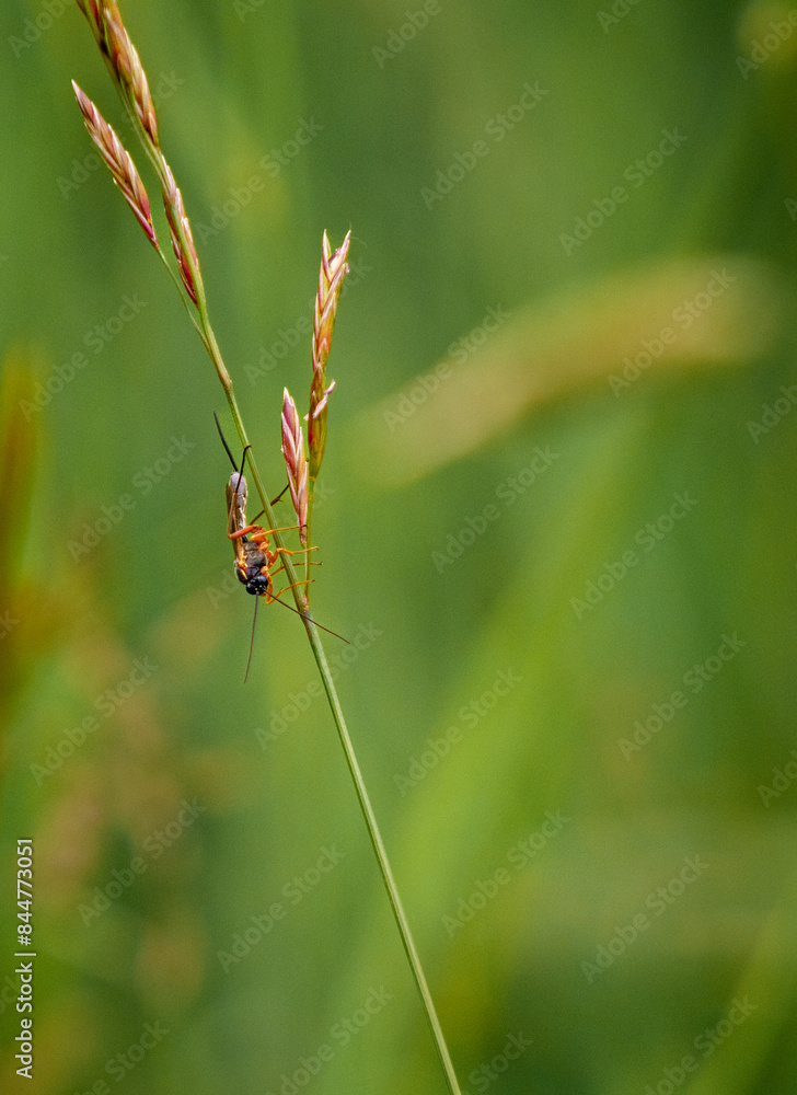 bug on a leaf bug on a leaf
