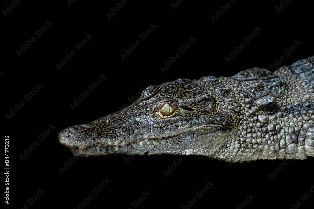 Obraz premium close up of a crocodile on black background