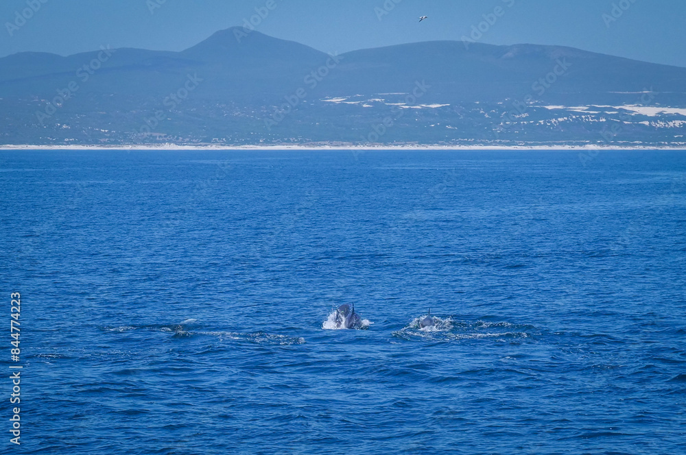 Baleine à bosse dans la baie d Baleine à bosse dans la baie d