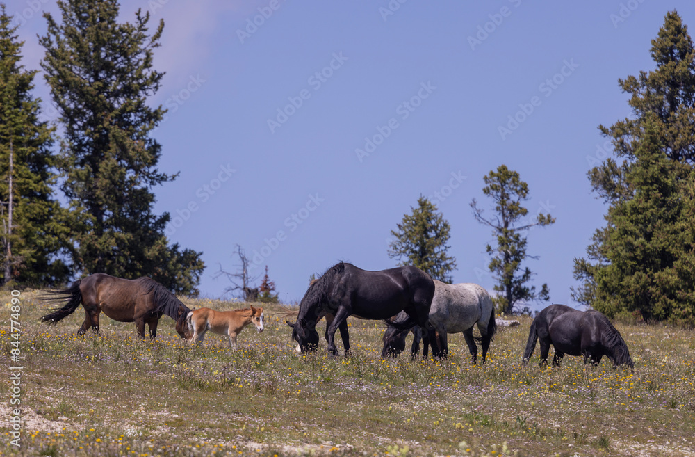 Wild Horses in Summer in the Pryor Mountains Montana Wild Horses in Summer in the Pryor Mountains Montana