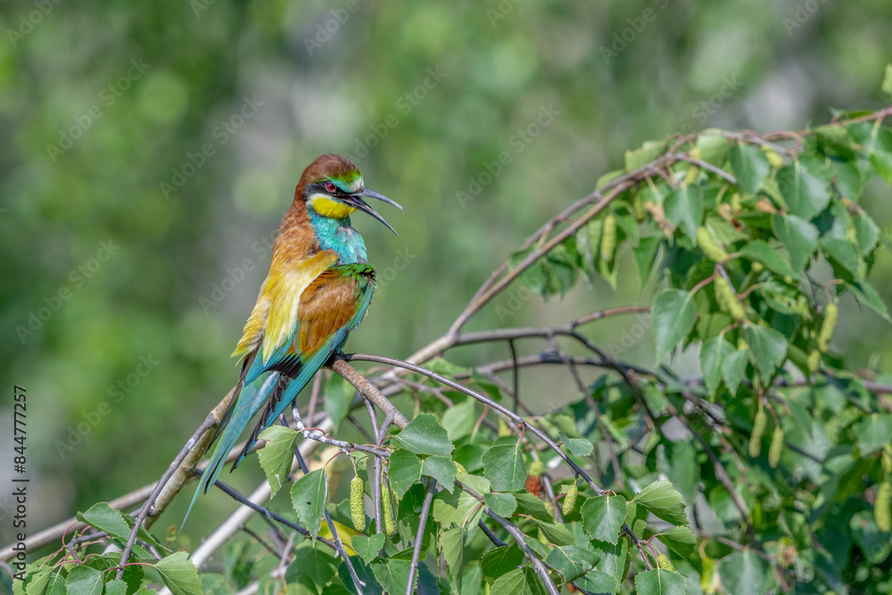 Obraz premium Colorful bird outdoors and wildlife. European bee-eater (Merops apiaster) in natural habitat. A strikingly beautiful colorful bird that can fly very well and winters in Africa as a migratory bird. Con