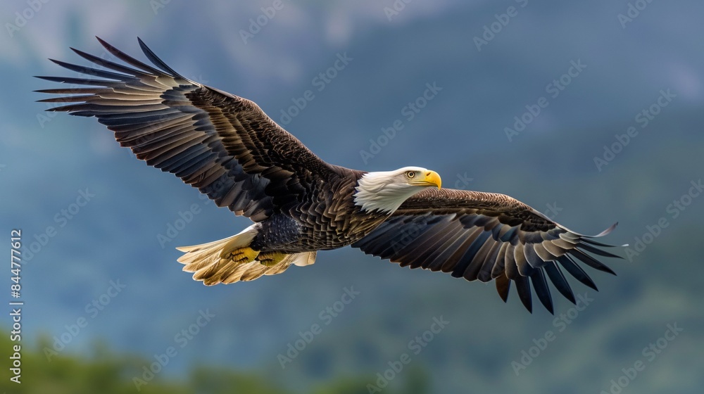 Fototapeta premium Majestic Bald Eagle in Flight with Outstretched Wings Against a Scenic Mountain Background on a Clear Day
