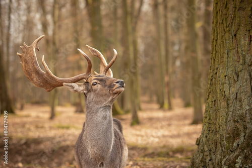 Fototapeta Naklejka Na Ścianę i Meble -  Closeup Portrait of European Fallow Deer in Forest Park. Beautiful Buck with Antlers Outside. Shallow Depth of Field of Animal in Czech Republic.