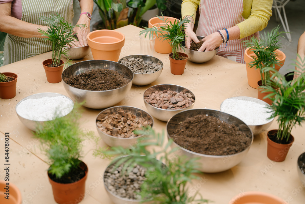 Planting house plants two women wearing striped aprons. table with soil, bowls, root balls, Perlite and plants. Top view and unrecognizable people Planting house plants two women wearing striped aprons. table with soil, bowls, root balls, Perlite and plants. Top view and unrecognizable people