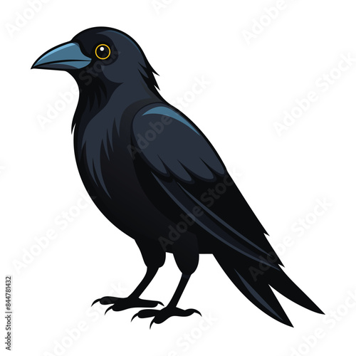 a crow illustration on white