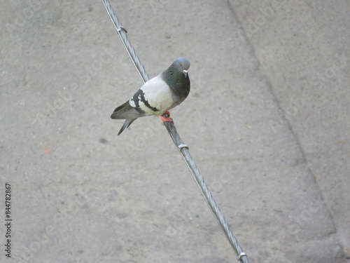 pigeon on wires. bird