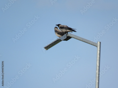 bird on a wire. crow