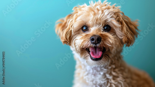 Happy Poodle Mix Smiling Against Blue Background © Yimixing