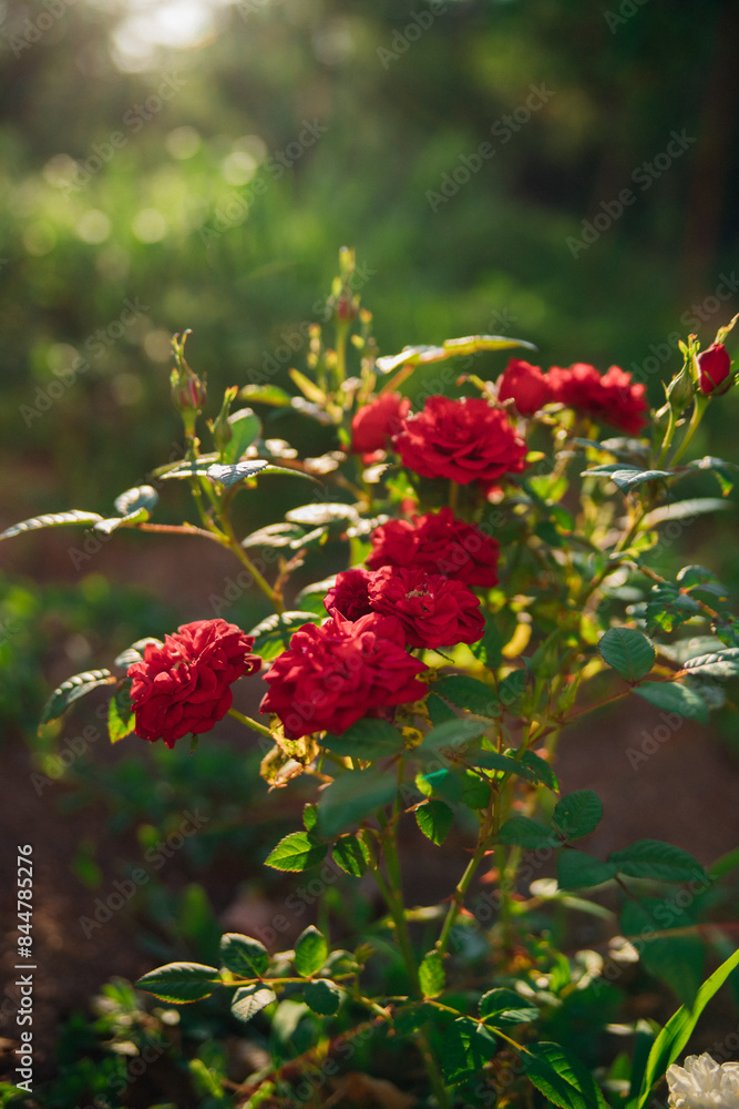 Fototapeta premium Pink garden rose on a bush in the summer garden. Juicy bright greenery, blurred background. Beauty is in nature. A blooming flower.