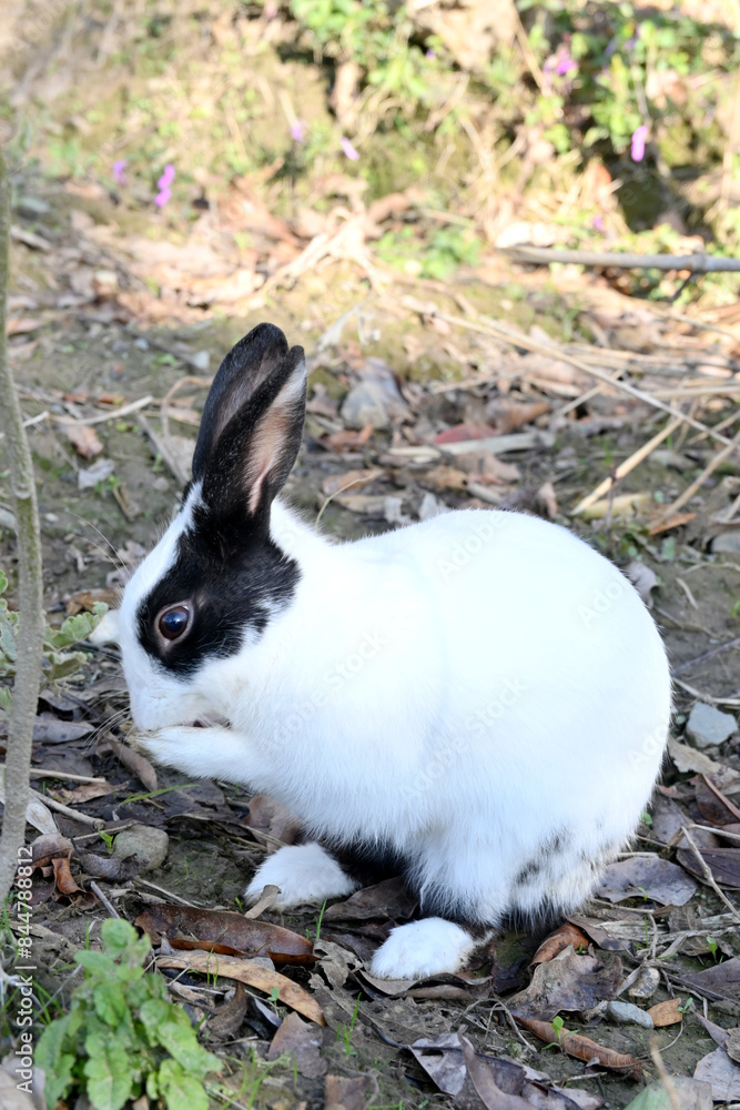 closeup the white black young rabbit eating the food in the brown field soft focus natural grey brown background. closeup the white black young rabbit eating the food in the brown field soft focus natural grey brown background.