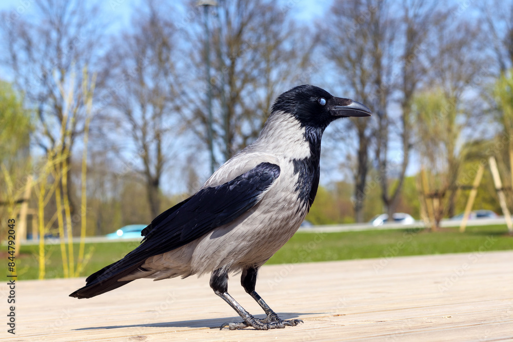 gray crow on wooden boards with grass and wood background gray crow on wooden boards with grass and wood background