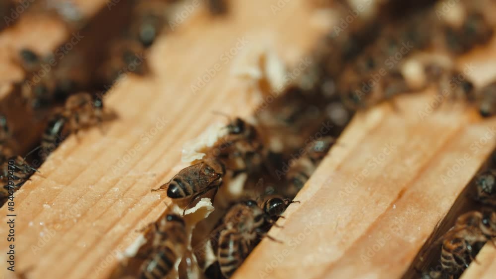 large family of honey bees climb wooden frames in the street close-up on a sunny summer day. Bee bee concept
large family of honey bees climb wooden frames in the street close-up on a sunny summer day. Bee bee concept