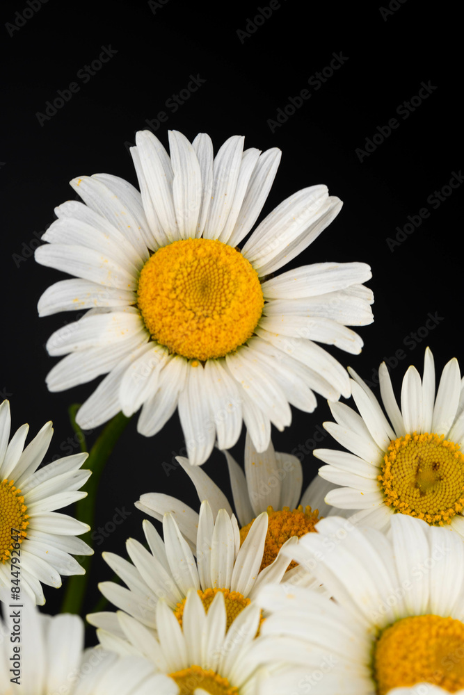 Fototapeta premium Chamomile or daisies isolated on black background.