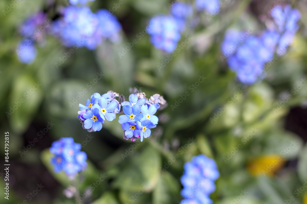 Small and different colored blue and white flowers in the garden
Small and different colored blue and white flowers in the garden