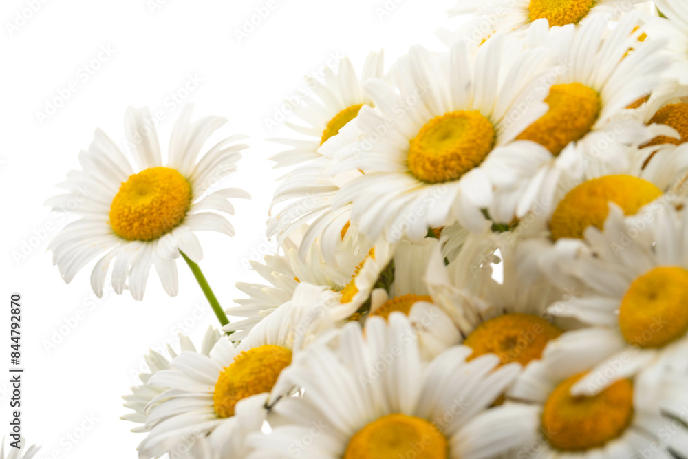 Chamomile or daisies isolated on white background. Chamomile or daisies isolated on white background.
