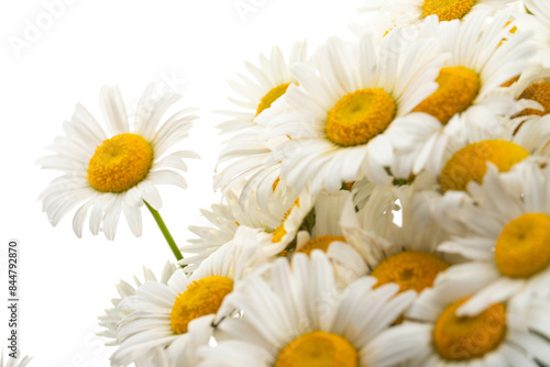 Chamomile or daisies isolated on white background.