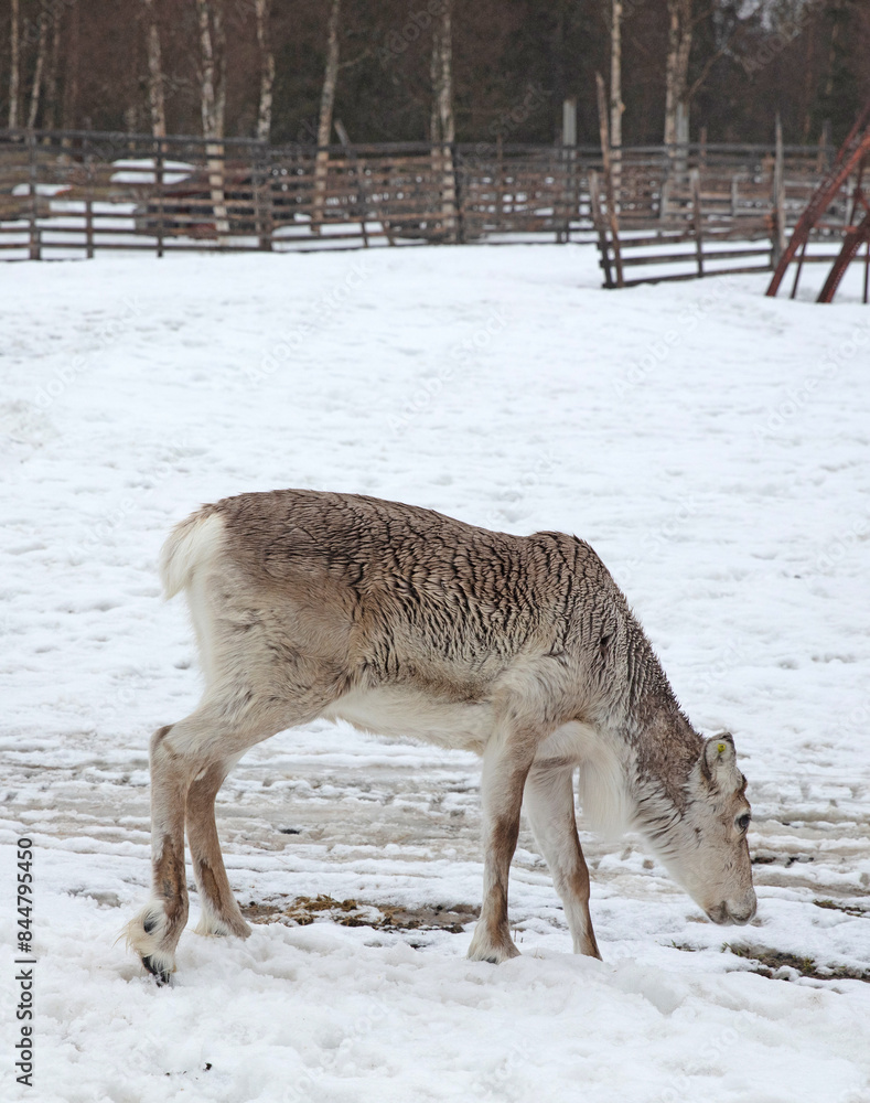 Reindeer on a farm, farming in Finland Reindeer on a farm, farming in Finland