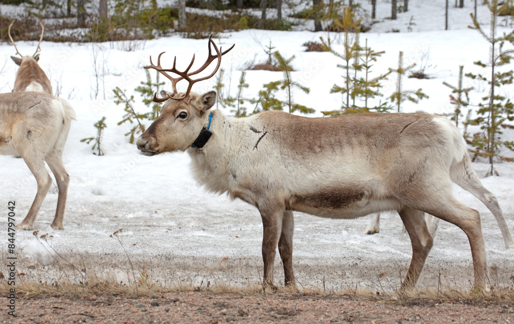 Fototapeta premium Closeup of a reindeer wearing a GPS-collar in Finland