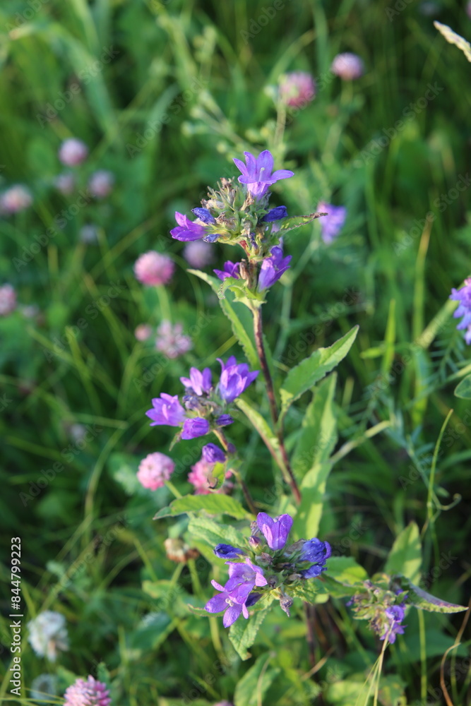Clustered bellflower or Dane's blood (Campanula glomerata) Clustered bellflower or Dane's blood (Campanula glomerata)