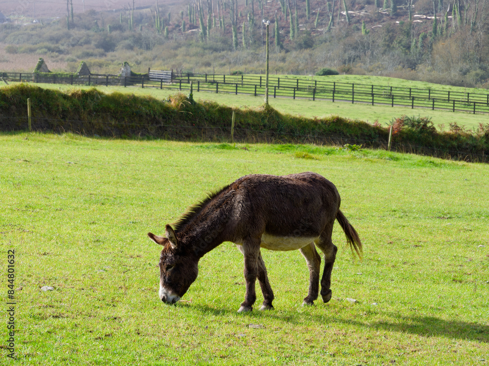 A donkey stands in a green field with trees and a fence in the background during daylight, appearing calm and grazing.