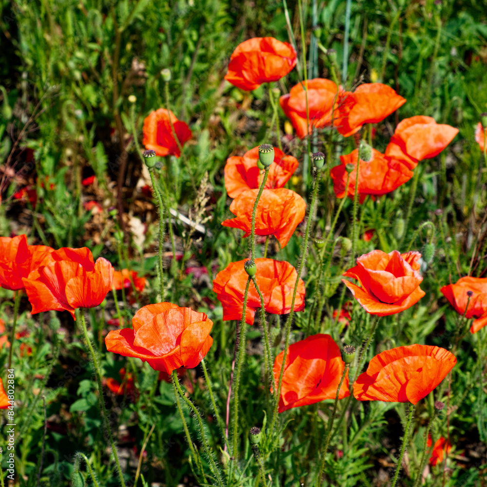 Poppies red petals contrast with green leaves. Poppies red petals contrast with green leaves.