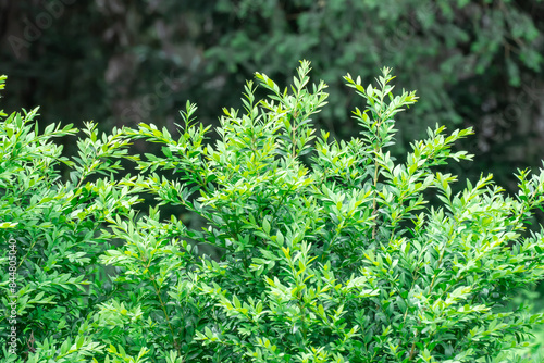 Shoots of green bush hedge prinsepia in garden. Deciduous shrub prinsepia sinensis uniflora with thin branches. Leafs plane seed or prickly cherry family rosaceae. Used in horticulture for landscaping photo