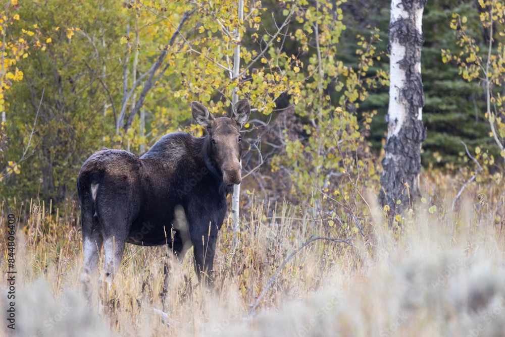 Cow Moose in Autumn in Wyoming Cow Moose in Autumn in Wyoming